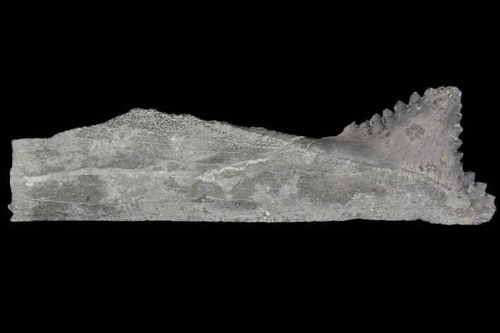 Bizarre Edestus Shark Tooth In Jaw Section - Carboniferous #92668
